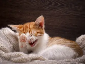 Why did the cat start laughing?