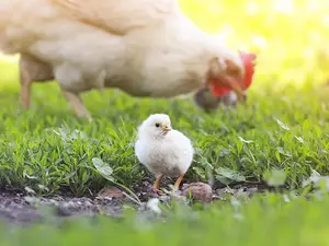 Why did the chick disappoint his mother?