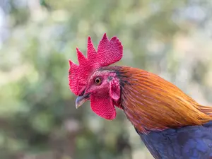 Why did the chicken come home penniless from Vegas?