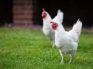 Why did the chicken cross the net?