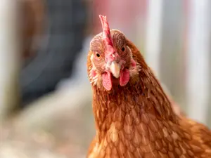 Why did the chicken go to the seance?