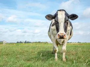 Why did the cow argue with everyone else on the farm?