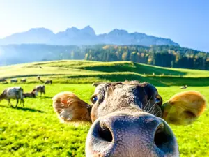 Why did the cow cross the road?