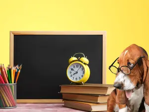 Why did the dog do so well in school?