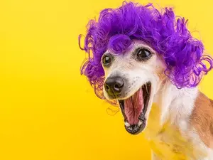 Why did the dog get embarrassed?