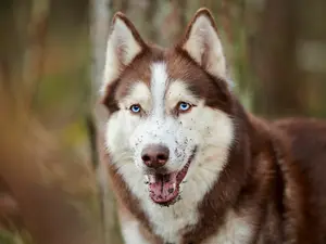 Why did the dog have a bunch of dirt in its mouth?