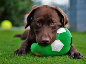 Why did the dog lay down after playing fetch?