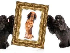 Why did the dog wander into the art gallery?