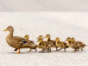 Why did the duck cross the road?