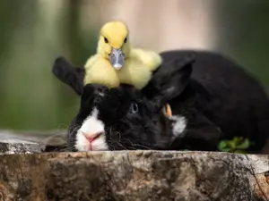 Why did the Easter Bunny have to fire the duck?