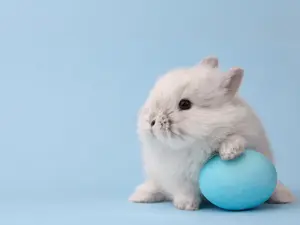 Why did the Easter egg hide?