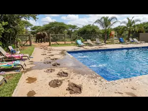 Why did the elephants get kicked out of the pool?
