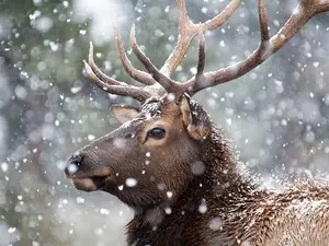 Why did the elk have great hair?