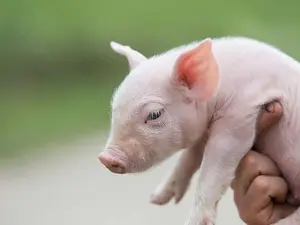 Why did the farmer call his pig 'Ink'?