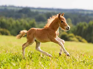 Why did the foal cough?
