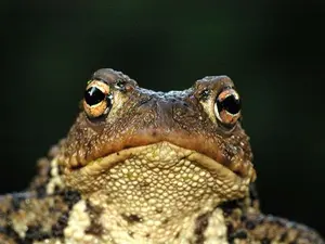 Why did the frog have a long face?