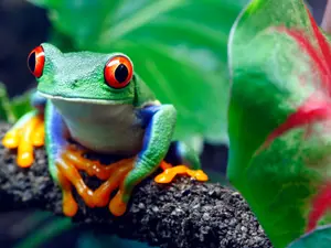 Why did the frog starve?