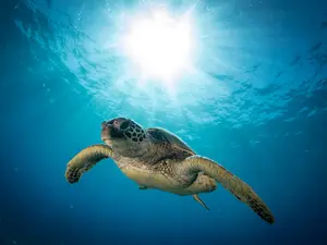 Why did the judge send the turtle to jail?