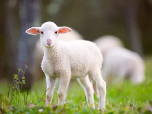 Why did the lamb cross the road?