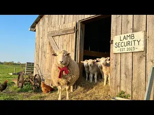Why did the lamb's mom lock the door?