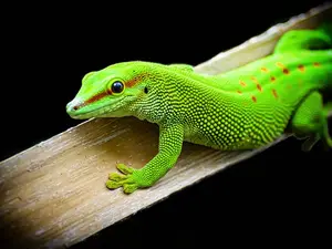 Why did the lizard go on a diet?