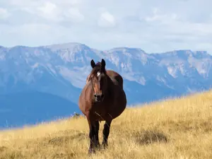 Why did the mare gain weight?