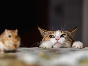Why did the mouse get caught by the cat?