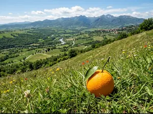 Why did the orange stop halfway up the hill?
