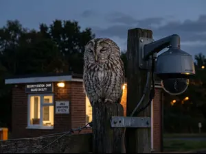 Why did the owl get fired from its job as a night watchman?