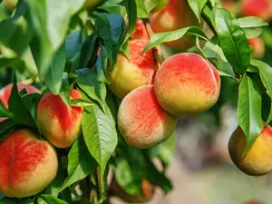 Why did the peach come home from work early?