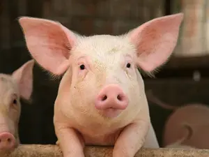 Why did the pig go to the casino?