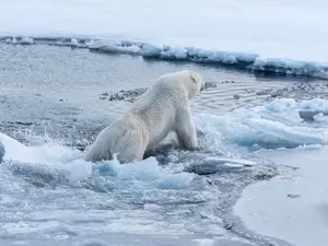 Why did the polar bear fall into the water while talking to a girl?