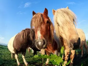 Why did the pony not sing the lullaby?