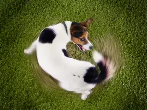 Why did the poor dog chase his own tail?