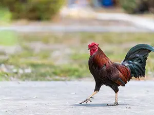 Why did the Roman chicken cross the road?