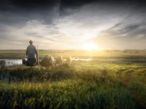 Why did the shepherd quit his job?