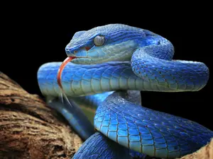 Why did the snake cross the road?