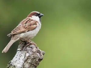 Why did the sparrow go to the library?