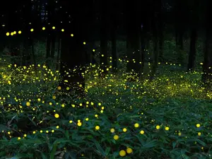 Why did the spider eat fireflies every evening?