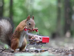 Why did the squirrel check into a mental hospital?