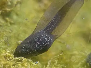 Why did the tadpole feel lonely?