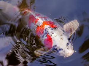 Why did the tilapia roll his eyes at the sea captain?