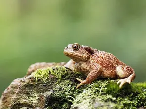 Why did the toad become a lighthouse keeper?