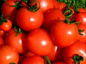 Why did the tomato turn red?