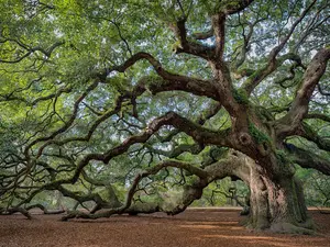 Why did the tree cry at the end of the romantic comedy?