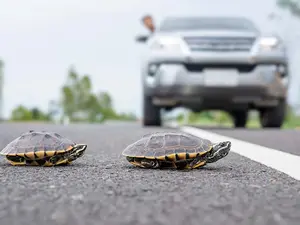 Why did the turtle cross the road?