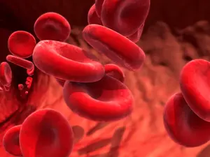 Why did the two red blood cells break up?