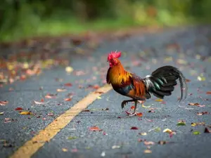 Why did the unwashed chicken cross the road twice?
