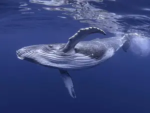 Why did the whale cross the road?