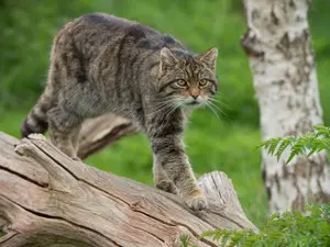 Why did the wildcat have such a successful email newsletter?